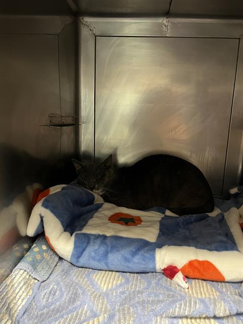 adoptable Cat in Camarillo, CA named *MONTY