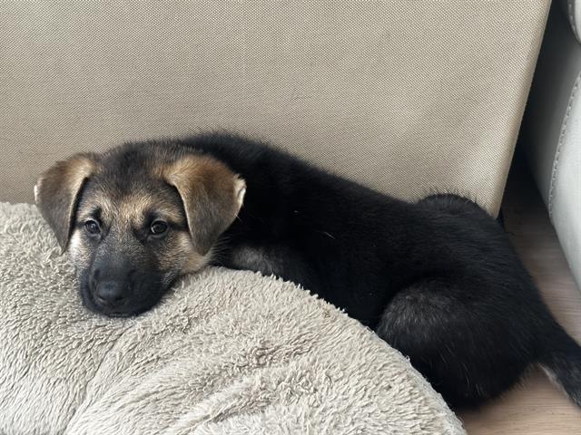 adoptable Dog in Camarillo, CA named *WILEY