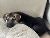 adoptable Dog in camarillo, CA named *WILEY