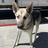 adoptable Dog in  named *BLUEBERRY