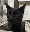 adoptable Cat in  named ONYX
