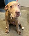 adoptable Dog in  named *DUNE