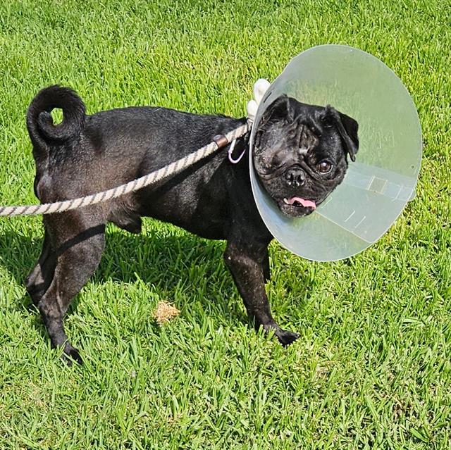 adoptable Dog in Camarillo, CA named OCULUS