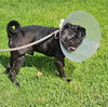 adoptable Dog in  named OCULUS