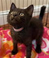 adoptable Cat in camarillo, CA named *ZUMA