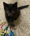 adoptable Cat in Camarillo, CA named *ZUMA