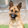 adoptable Dog in  named SASHA