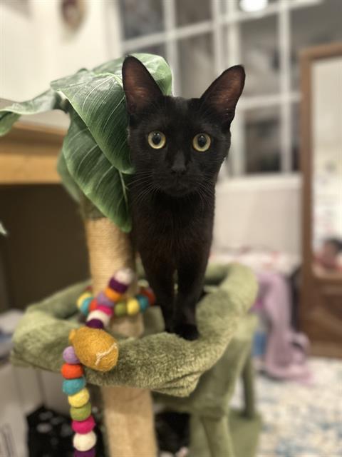 adoptable Cat in Camarillo, CA named *PHOEBE