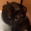 adoptable Cat in Camarillo, CA named *PHOEBE
