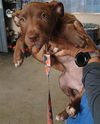 adoptable Dog in  named MAPLE