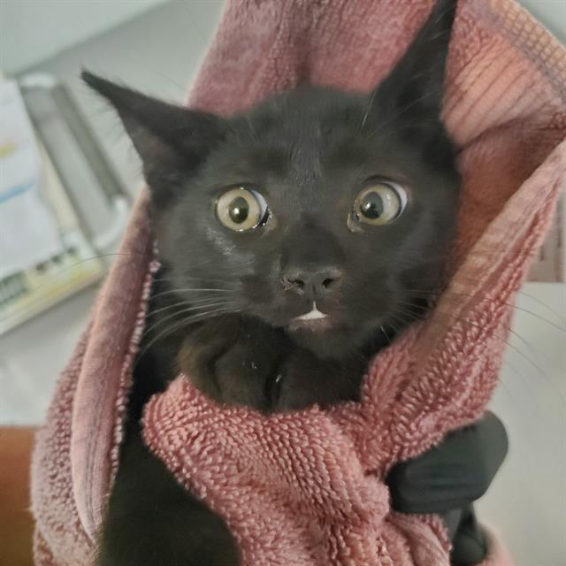 adoptable Cat in Camarillo, CA named A868429