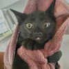 adoptable Cat in camarillo, CA named A868429