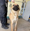 adoptable Dog in camarillo, CA named A868439