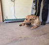 adoptable Dog in camarillo, CA named A868440