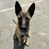 adoptable Dog in  named A868442