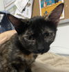 adoptable Cat in camarillo, CA named A868445