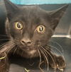 adoptable Cat in camarillo, CA named A868480