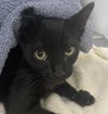 adoptable Cat in camarillo, CA named A868481