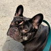adoptable Dog in  named *ELLA