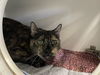 adoptable Cat in camarillo, CA named WILLOW