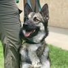 adoptable Dog in camarillo, CA named CHANNEL