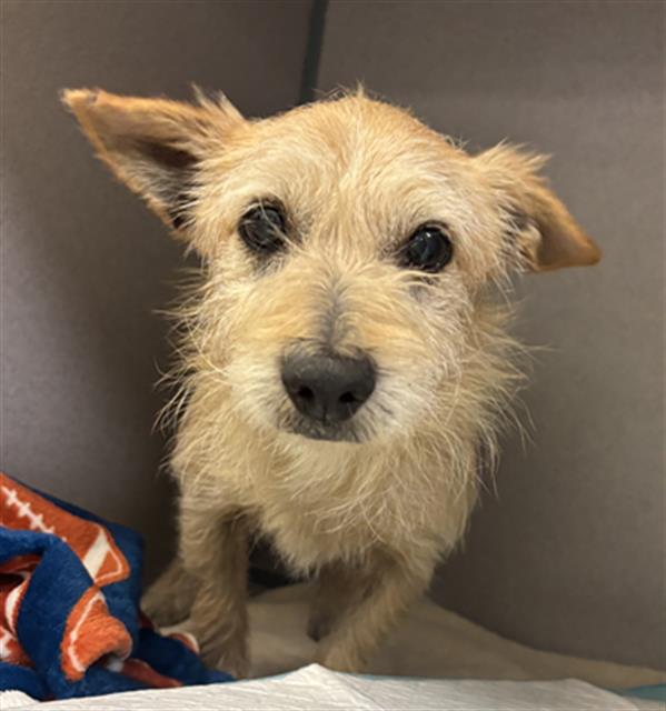 adoptable Dog in Camarillo, CA named *SKEKSIL
