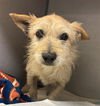 adoptable Dog in  named *SKEKSIL