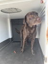 adoptable Dog in  named *PUDDING