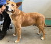 adoptable Dog in  named *HANKIE