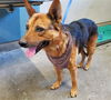 adoptable Dog in  named LOBO