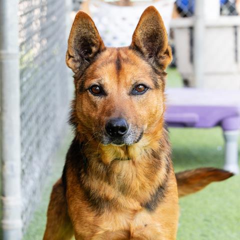 LOBO - German Shepherd Dog available for adoption
