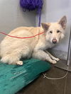 adoptable Dog in  named LUNA