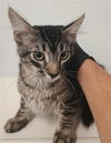 adoptable Cat in  named A868868