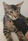 adoptable Cat in  named A868869