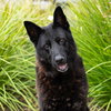 *ANGUS - Photo 1