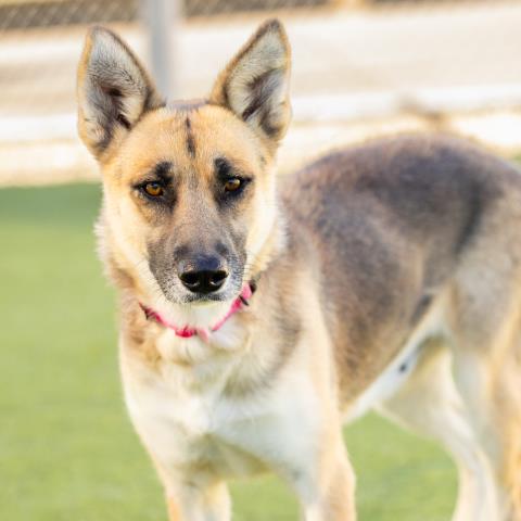 *NYX - German Shepherd Dog available for adoption