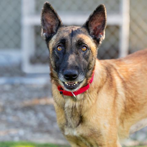 *CHELSEA - Belgian Shepherd Malinois available for adoption