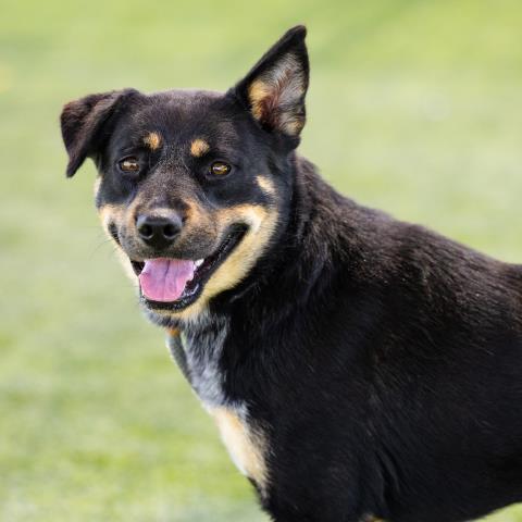 DAKOTA Image