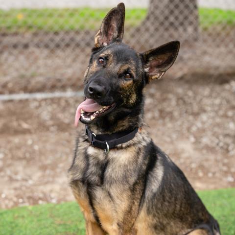 KODA Image