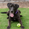 KOA - Photo 1
