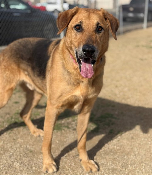 picture of the dog needing adoption