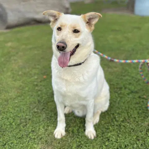 Alif - German Shepherd Dog