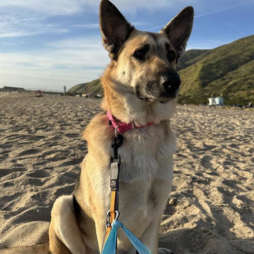 COSMO
