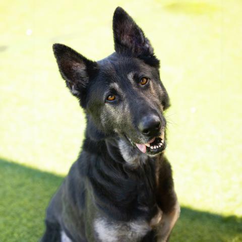 German Shepherd