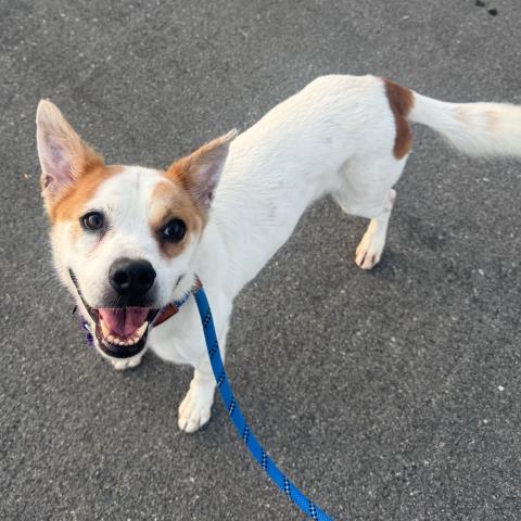 Australian Cattle Dog