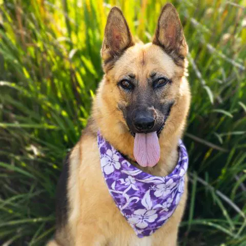 Isabella - German Shepherd Dog