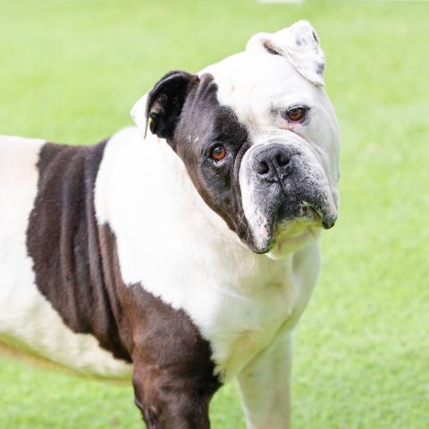 Bubba