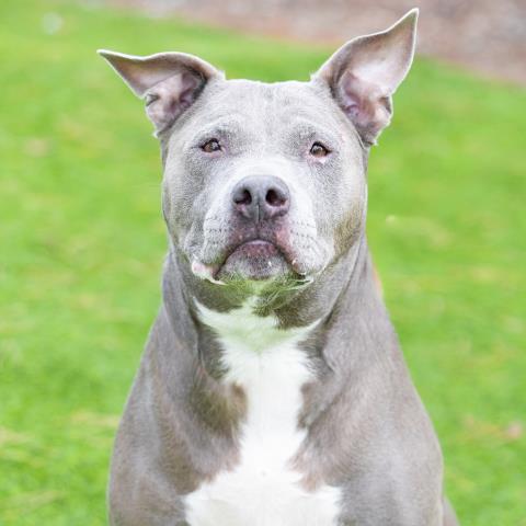 Pit Bull