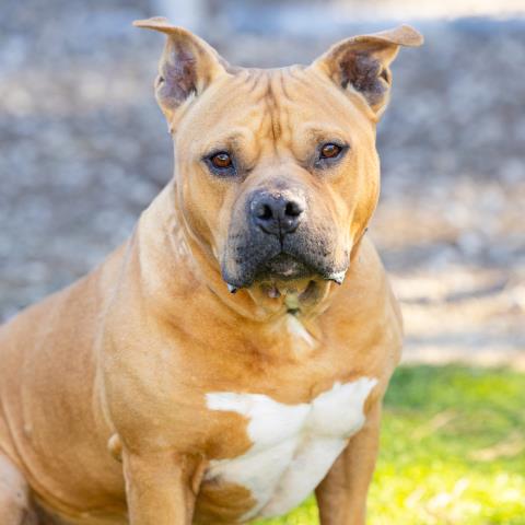 Pit Bull