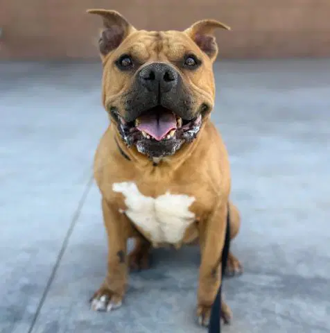 Chili - American Staffordshire Terrier